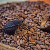 Wholesale High Quality Cocoa beans for the Buyers on the Good Price from Uganda Africa 5 Days Fermented