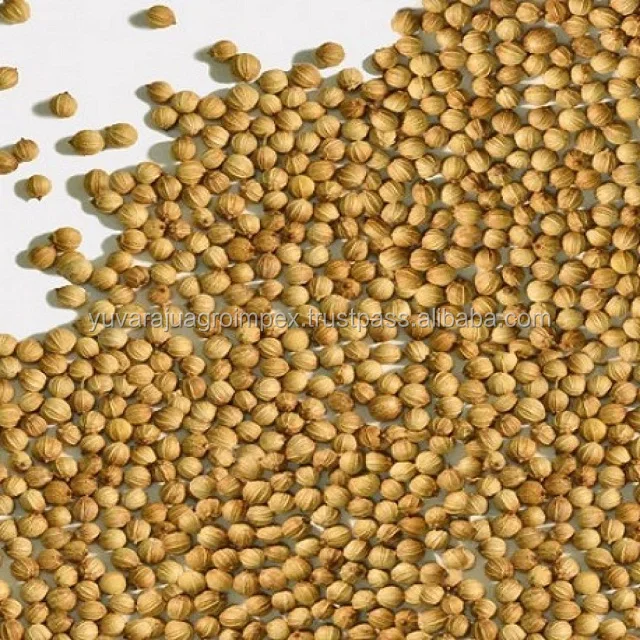 100 Premium Quality Pure Whole Coriander Seeds Exporters In India To