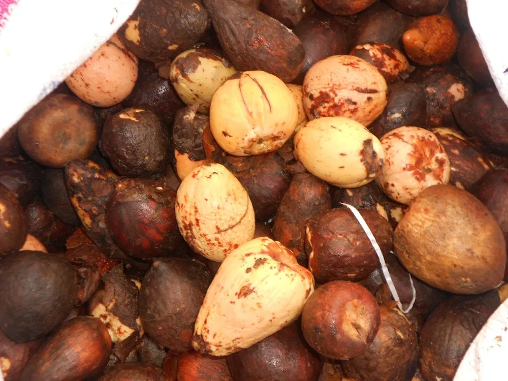 Avocado Seed From Fresh Avocado With High Quality And Made In Viet Nam