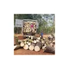 WOOD LOG PRICE HIGH QUALITY RUBBER WOOD LOGS