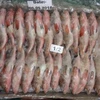 RED BELLY REEF COD for sale