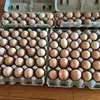 Brown/White Shells Fresh Table Chicken Eggs
