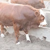/product-detail/healthy-simmental-cattle-limousine-cattle-charolais-cattle-for-sale-50041621610.html