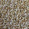 Best Quality White Wheat (Hard & Soft) for sale