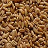 Hard red winter wheat in the United States farm direct sale export transit