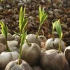 COCONUT TREE SEEDLING - Young coconut tree from Vietnam