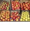 Red Delicious Apple ,Royal Gala Apple ,Granny Smith Apple Autumn Gold Apple