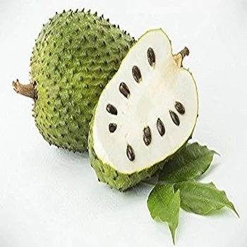 Image result for khasiat daun dan buah sirsak