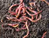 Californian red worms