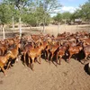 Live Awassi Sheep/Full Bloo Boer Goats/Live Lamb With competitive Price very good