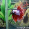 Betta fish farm