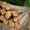 PINE SPRUCE BIRCH OAK ASH LOGS/TIMBER and eucalyptus timber wood logs/crude wood