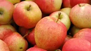 
hot selling good quality red fresh gala apples for wholesale 