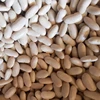 Egyptian white kidney beans