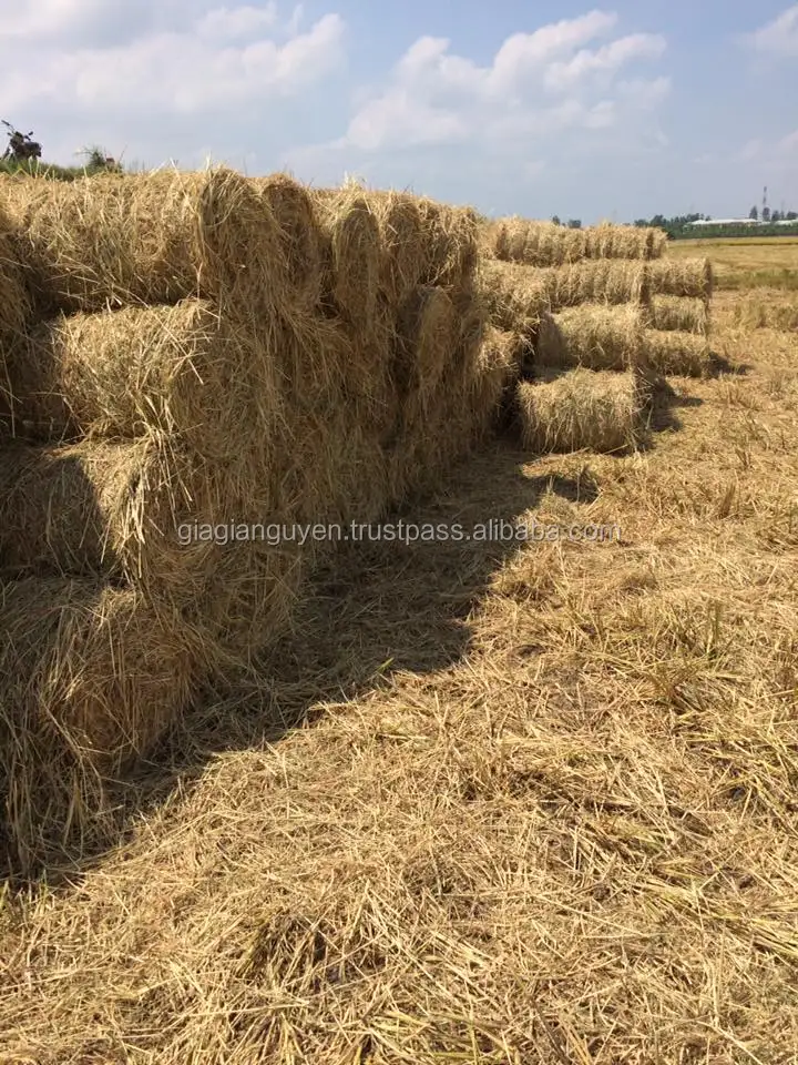 Best Rice Straw Hay For Animal Buy Wheat Straw Bale Cattle Hay