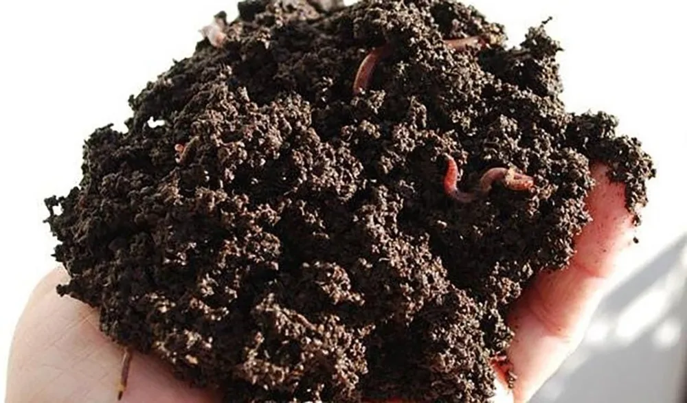 Wholesale Earthworms Fertilizer From Vietnam Buy