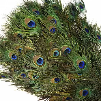 peacock feathers for sale