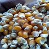 High Quality Animal Feed Yellow maize