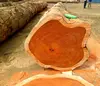 DABEMA AND AZOBE WOOD LOGS SUPPLIER