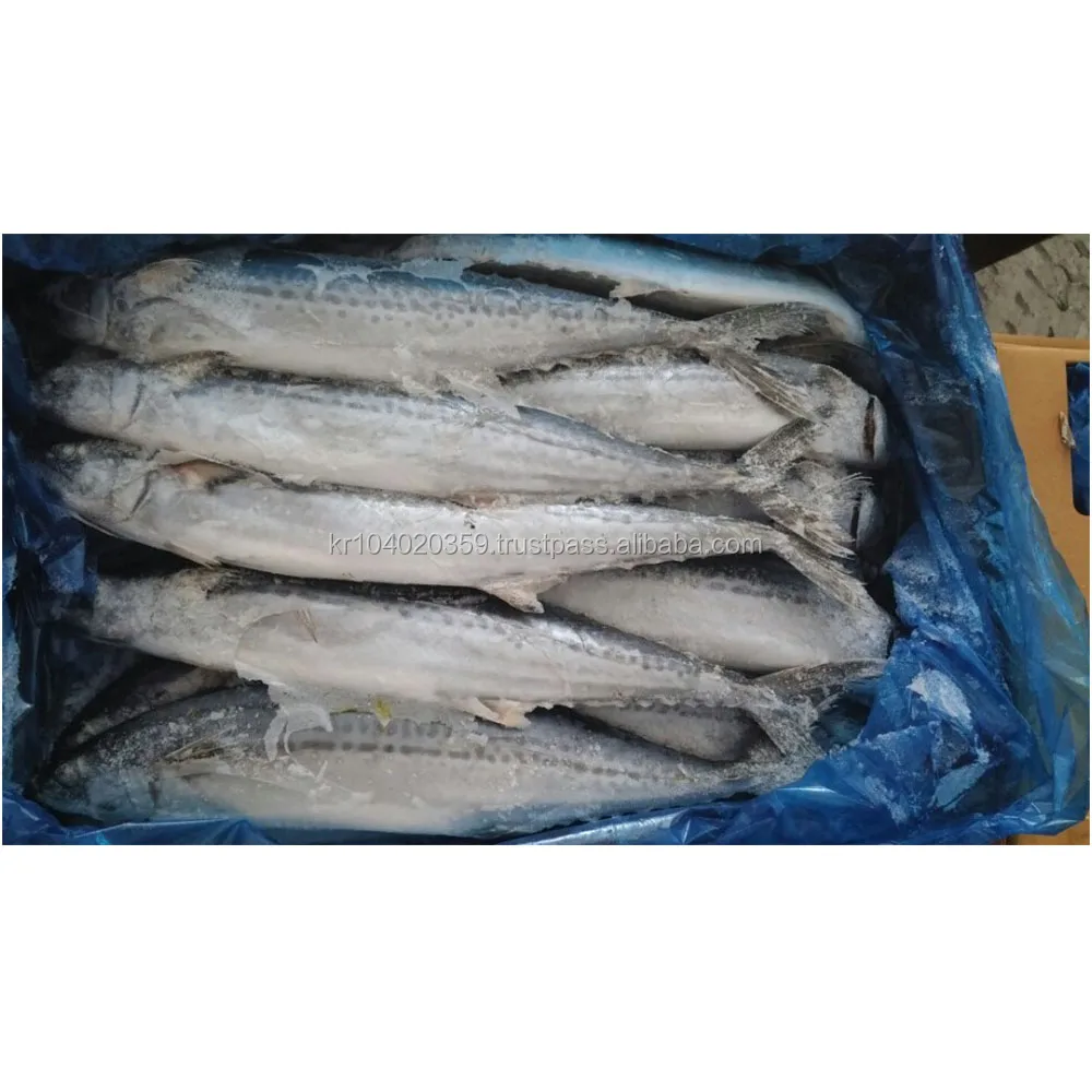 Wholesale High Quality Custom Seafood Whole Frozen Spanish Mackerel Fish Buy Sawara Frozen Spanish Mackerel Fish King Fish Product On Alibaba Com