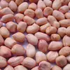 Peanut Kernels, Ground Nut, Oil Seed