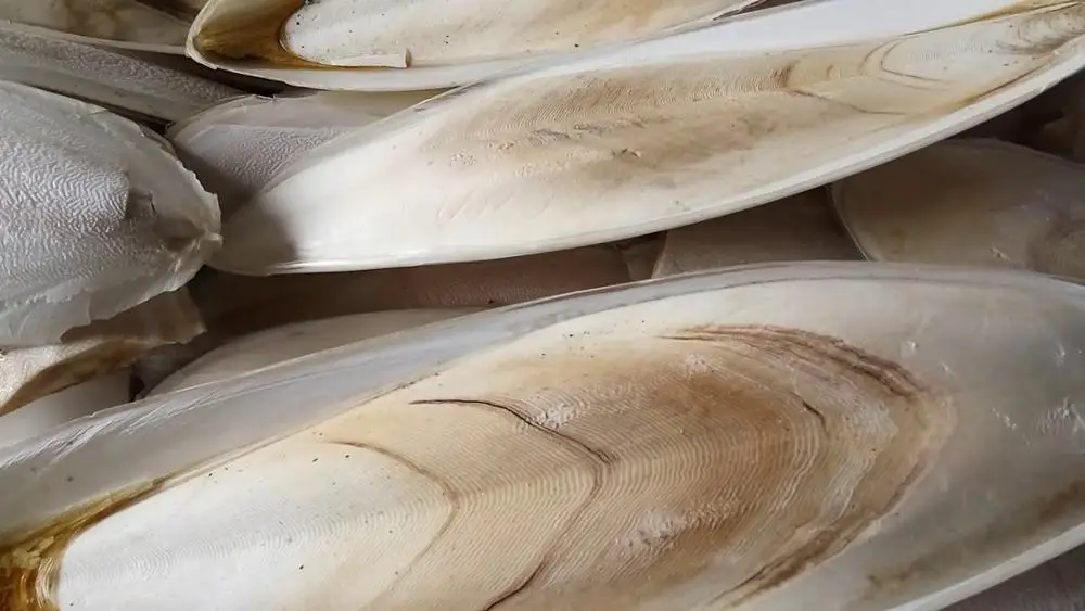 
Exported standard Dried Cuttlefish bone/ cuttlefish from Vietnam ( MS.HOLIDAY Whatsapp +84-845-639-639) 