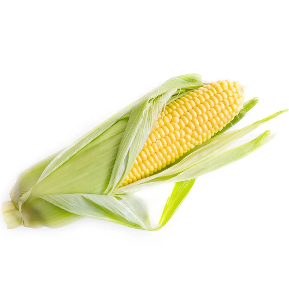 
Yellow Corn, sort 3 