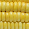 Quality Dried Yellow & While Corn for Sale
