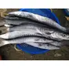 Frozen/Fresh Sardine/Morocco/Barracuda/Cod Fish and others at top notch prices