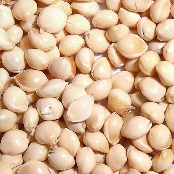 
High Quality Proso Millet For sale  (62006789835)