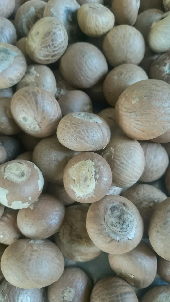 Орехи вьетнама фото с названиями. Areca nut. Орех арека листья бетеля. Сушеный бетель. Орех арека.