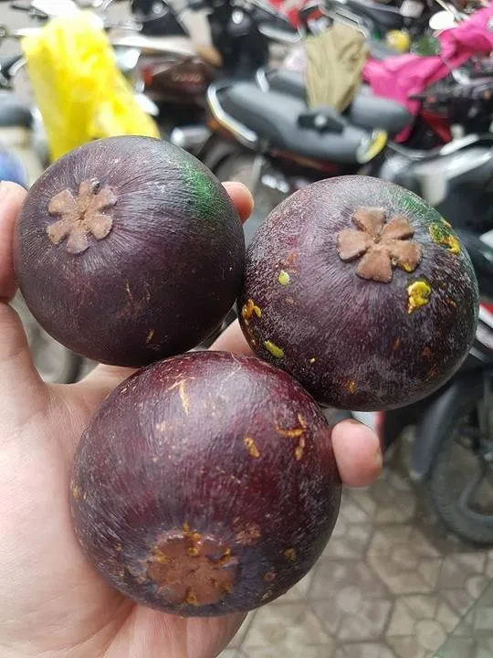 Mangosteen mesta MH370 and