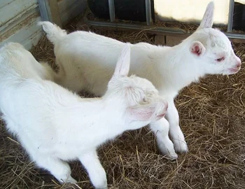 Alive Boer Goats And Merino Sheep For Sale Best Prices Buy Live