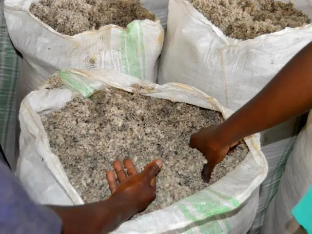 cotton _ cotton seed with high quality and best price