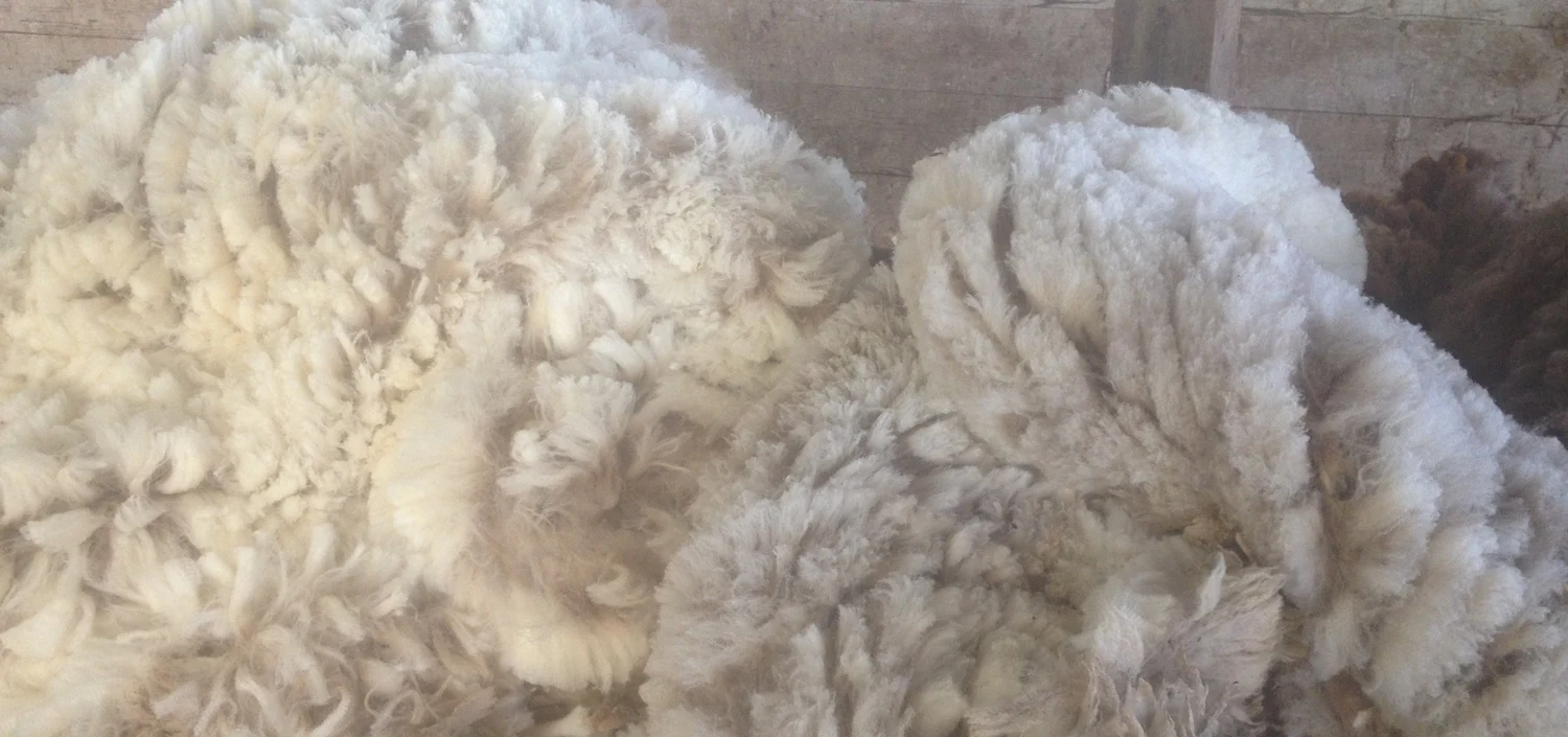Clean Tannery Wool,Lamb Wool,Greasy Sheep Wool - Buy Tannery Wool