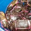 live mud crab, sea food for sale