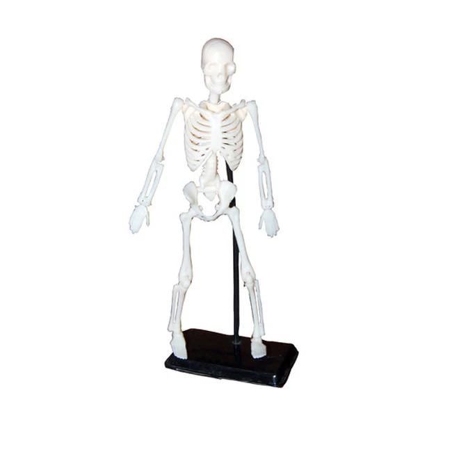 Mini-Skeleton-2.jpg