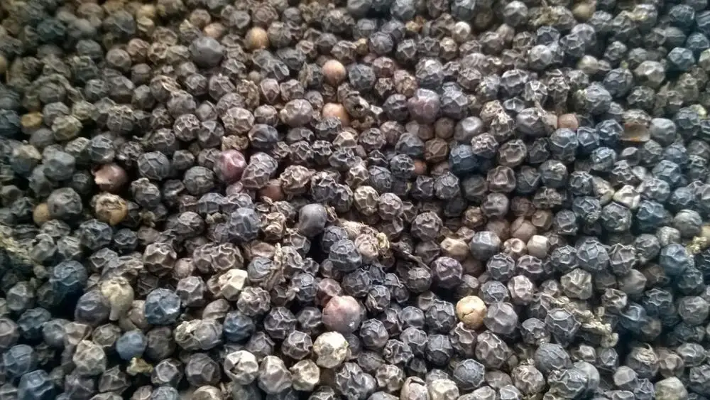 Vietnam Low Price For Pepper / Pinhead Pepper For Ukraine / Pepper