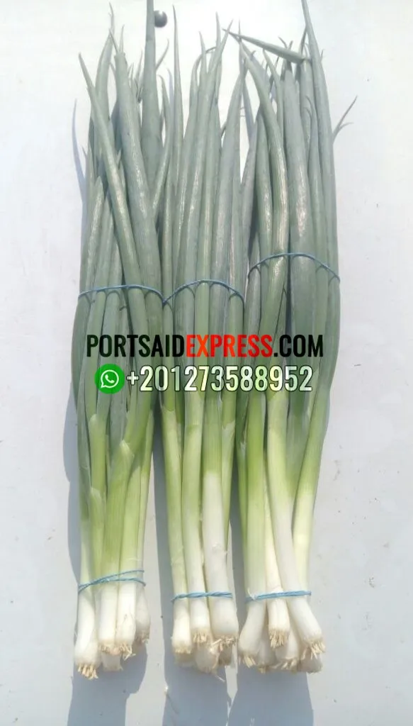 SPRING ONION (1)