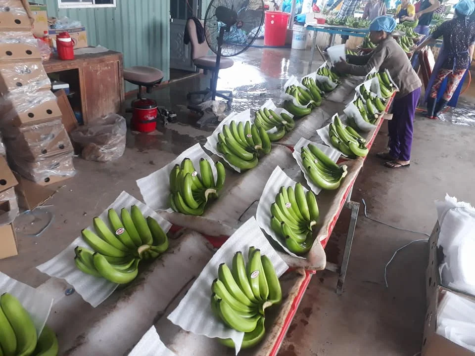
CAVENDISH BANANA VIETNAM 