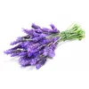 High Quality Lavender Essential Oil Bulk Price