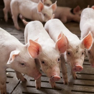 Piglets For Sale Wholesale Suppliers Alibaba