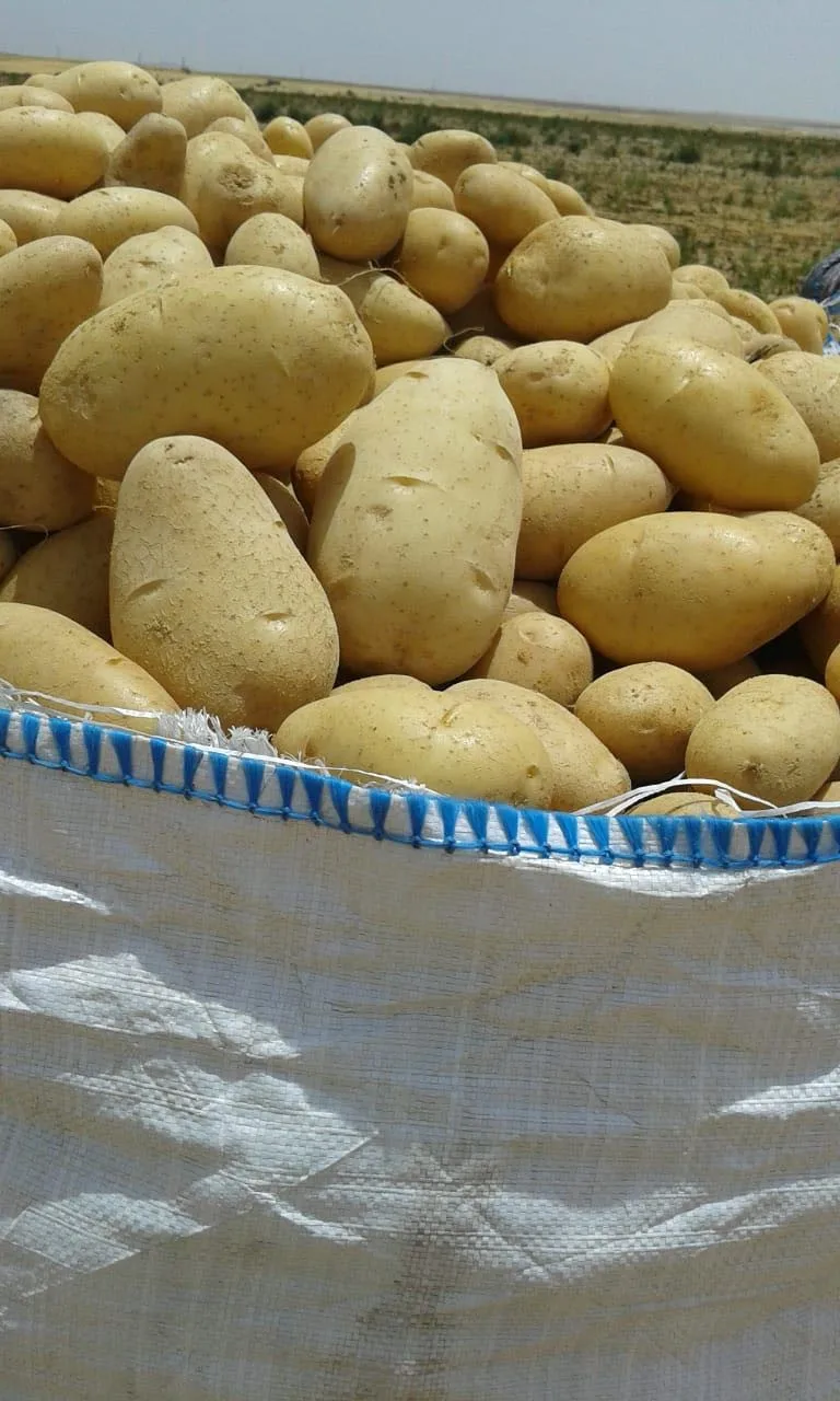 2020 Crop Egyptian Spunta Fresh Potatoes For Export Fresh Vegetables
