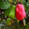 First Grade Food Stuff Raw Cashew Nuts For Sale