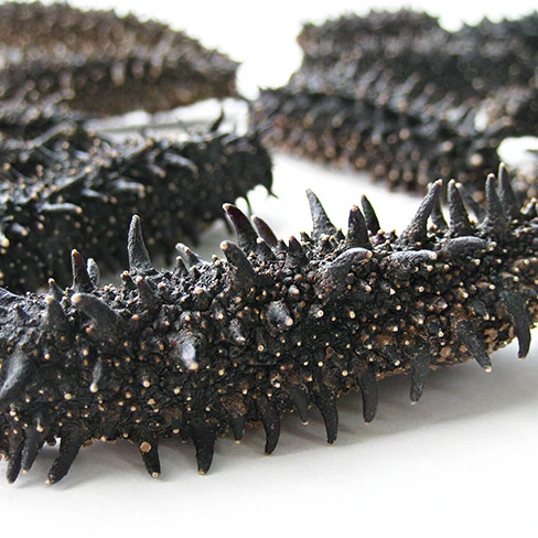 dried sea cucumber wholesale