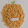 Good Quality Yellow maize
