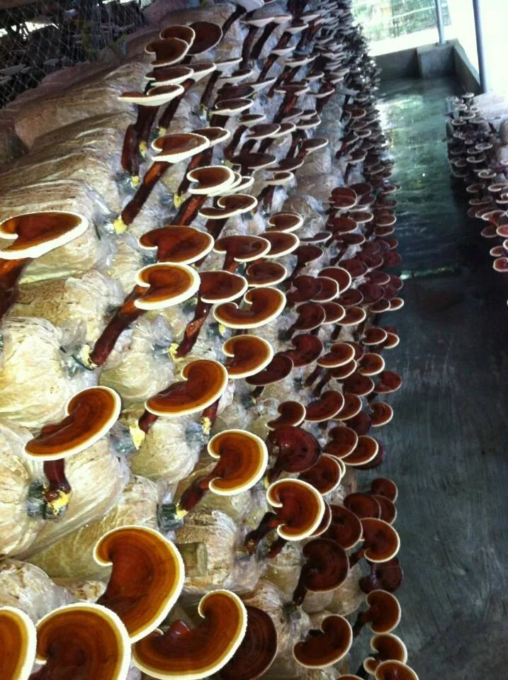 Vietnam Dried Reishi Mushroom,Ganoderma Lucidum,Lingzhi,Whole,Slice And Powder Ms. Esther