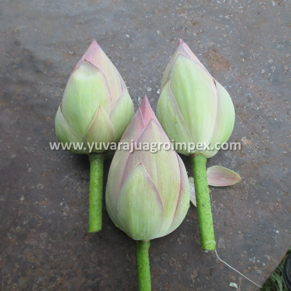Fresh Lotus Flower Exporters In India To Malaysia / Singapore / Dubai