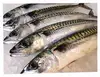 Fresh and frozen mackerel Fish, Mackerel Fish with good taste