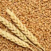 Durum wheat Top Grade